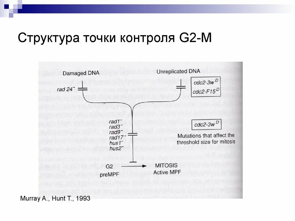 Структуры в структурах точка. Структура точки. точки контроля. точка у строение. точки контроля масла.