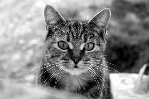 Черно белая мордочка кота
