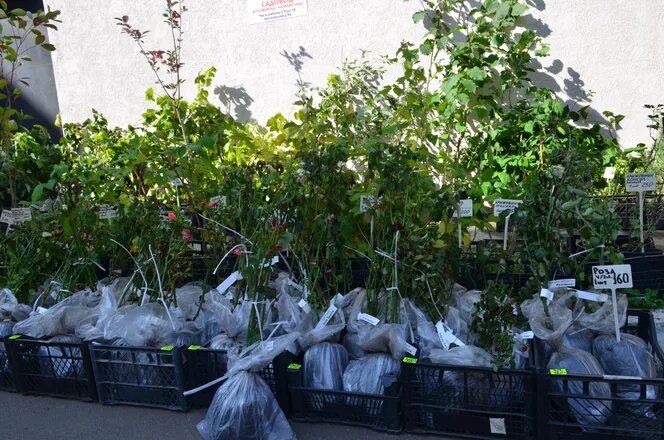 зачем садовод осенью при первых ночных