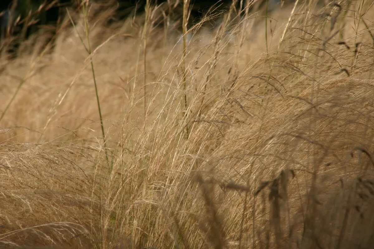 Высоким камышом и сухой. Сухая трава. Жухлая трава. Поле сухой травы. Пустырь трава.