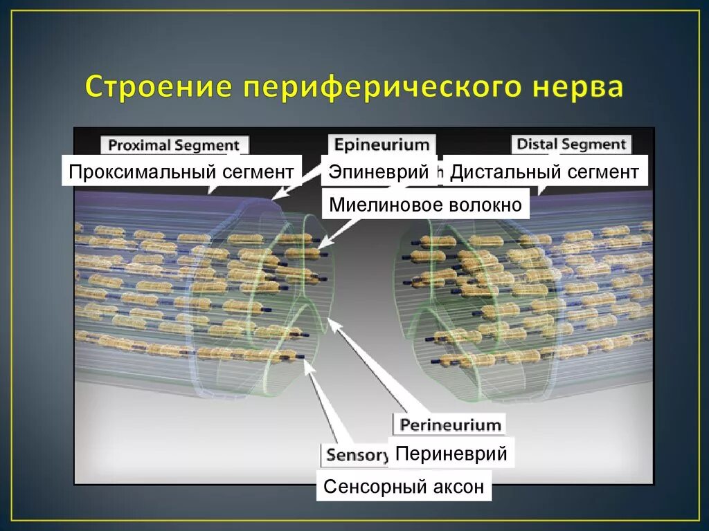 К структурам периферического нерва относят. Строение периферического нерва. Строение периферического нерва и его оболочек. Общий план строения периферического нерва. Волокна периферических нервов.