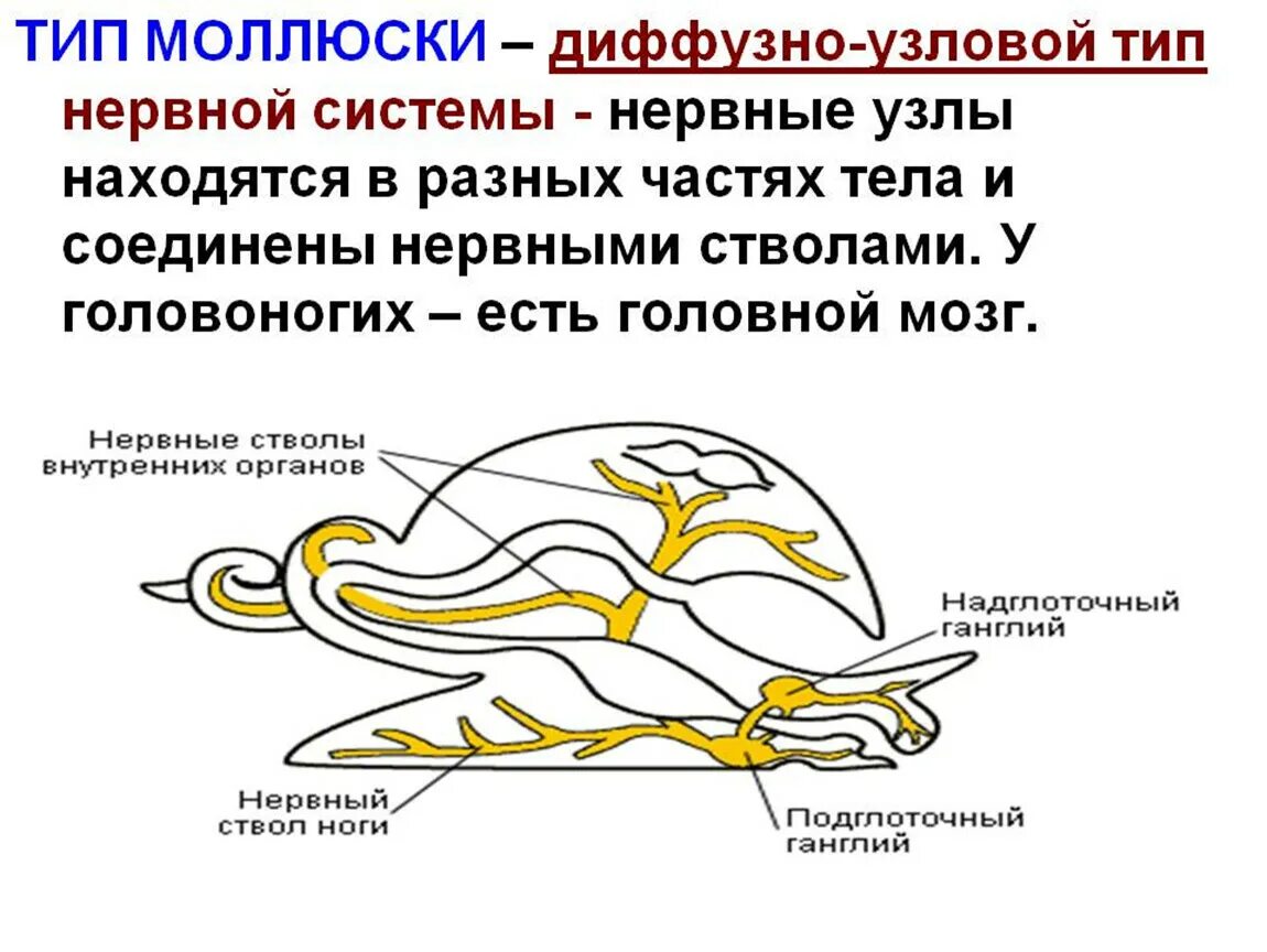 Нервная система моллюсков схема. Тип нервной системы у моллюсков. Диффузно Узловая нервная система у моллюсков. Нервная система разбросанно-узлового типа у моллюсков.