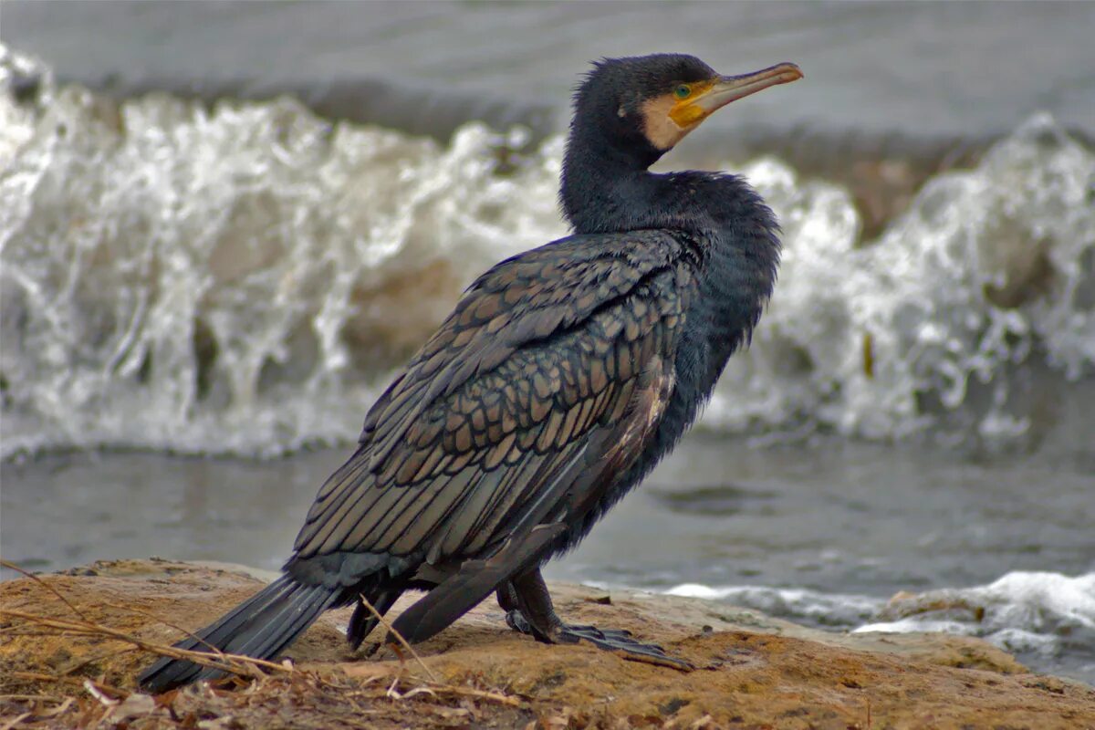 Phalacrocorax Carbo птица. Баклан в субтропиках. Байкальский Баклан. Бакланы на Байкале.