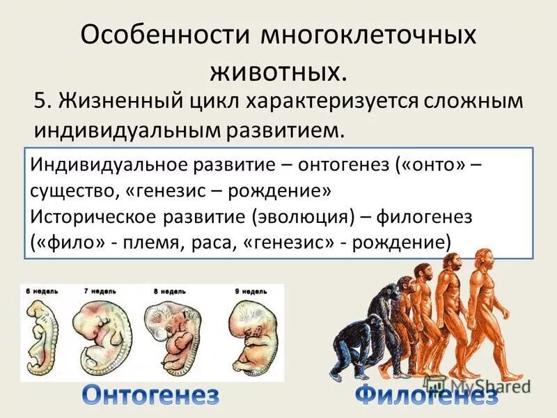 Индивидуальное развитие онтогенез. Стадии развития организма. Онтогенез и филогенез. Периоды развития человека в онтогенезе.