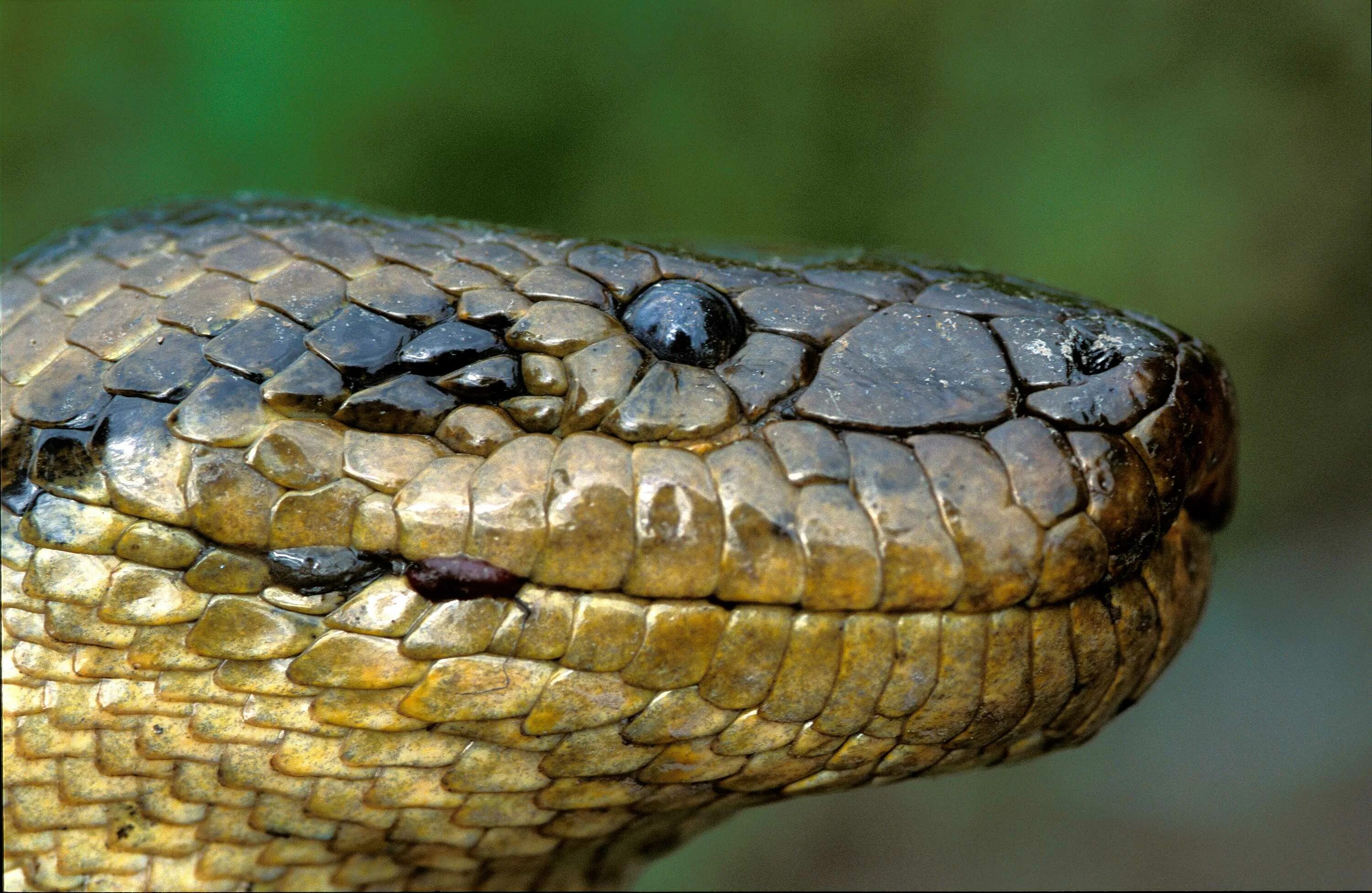 Анаконда змея. Королевская Анаконда змея. Анаконда eunectes murinus.