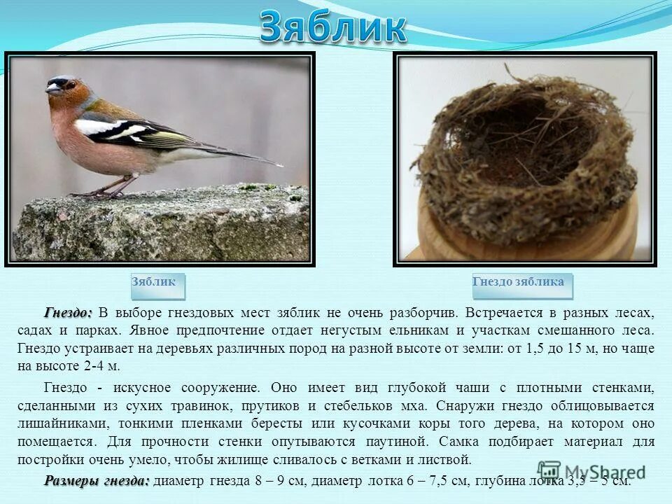 Гнездо зяблика фото и описание. Зяблик птица гнездо. Описание гнезда зяблика. Как выводят потомство зяблики доклад.