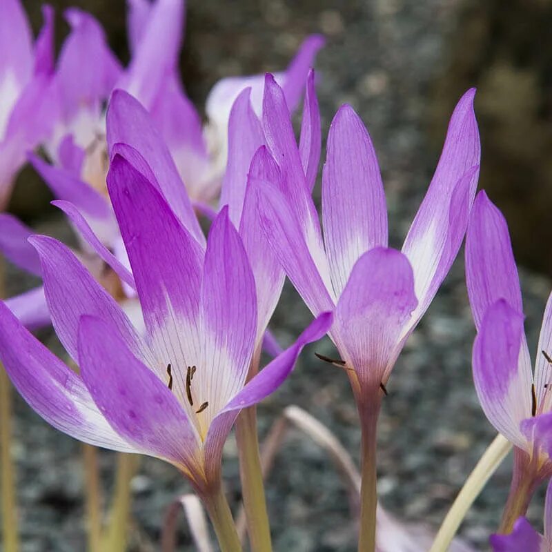 Колхикум (безвременник) speciosum. Безвременник анкарский. Безвременник Специозум. Безвременник Джайнт.