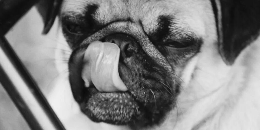 жидкость из носа собаки. жидкость из носа собаки. ноздри собаки. жидкость из носа собаки. собачий нос.