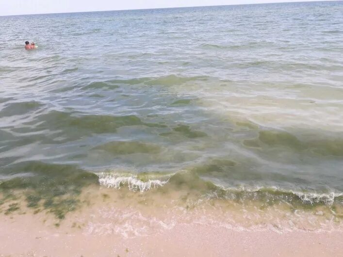цветение азовского моря. азовское море цветет. анапа черное море одесса. цветущее азовское море. азовское море цветение воды.