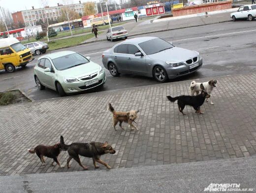 Бездомные собаки в Кызыле. Бездомные собаки на улицах Черкесска. Бездомные собаки Берлина. Собаки черкесск