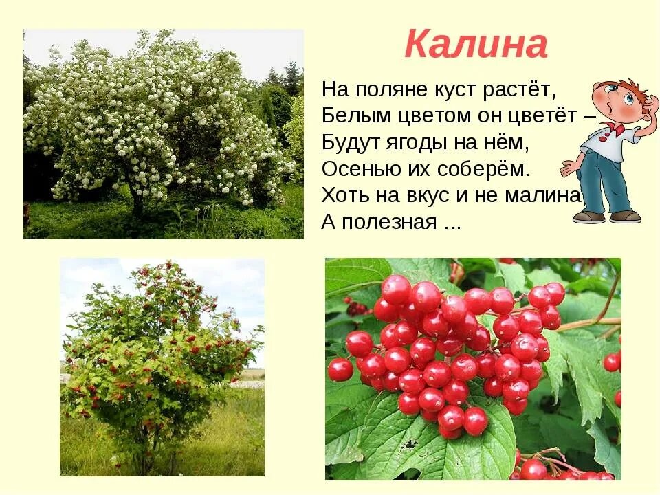 Кущами значение