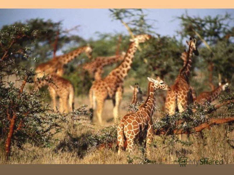 саванны и редколесья южной америки животные. природная зона австралии саванн и редколесий. растительный и животный мир саванны и редколесья. национальный парк серенгети растительность. растительный и животный мир саванны и редколесья.