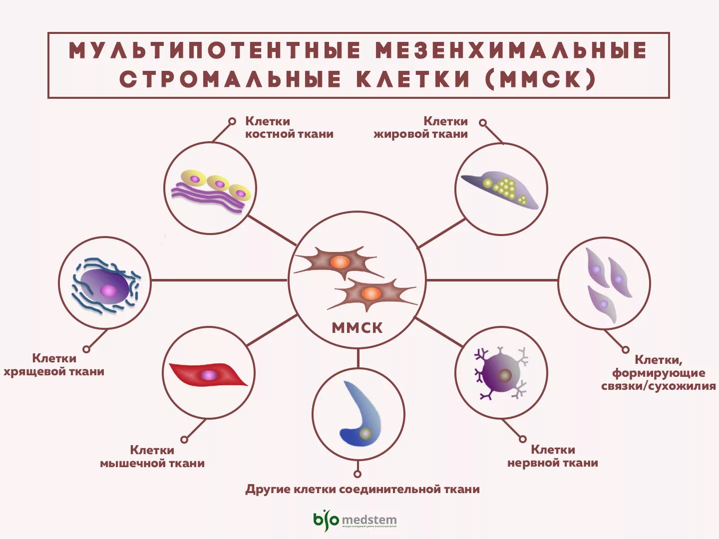 Сколько стволовых клеток. Дифференцировка мезенхимальных стволовых клеток. Мезенхимальные стромальные стволовые клетки. Мезенхимальные стволовые клетки из жировой ткани. Производные мезенхимной стволовой клетки.