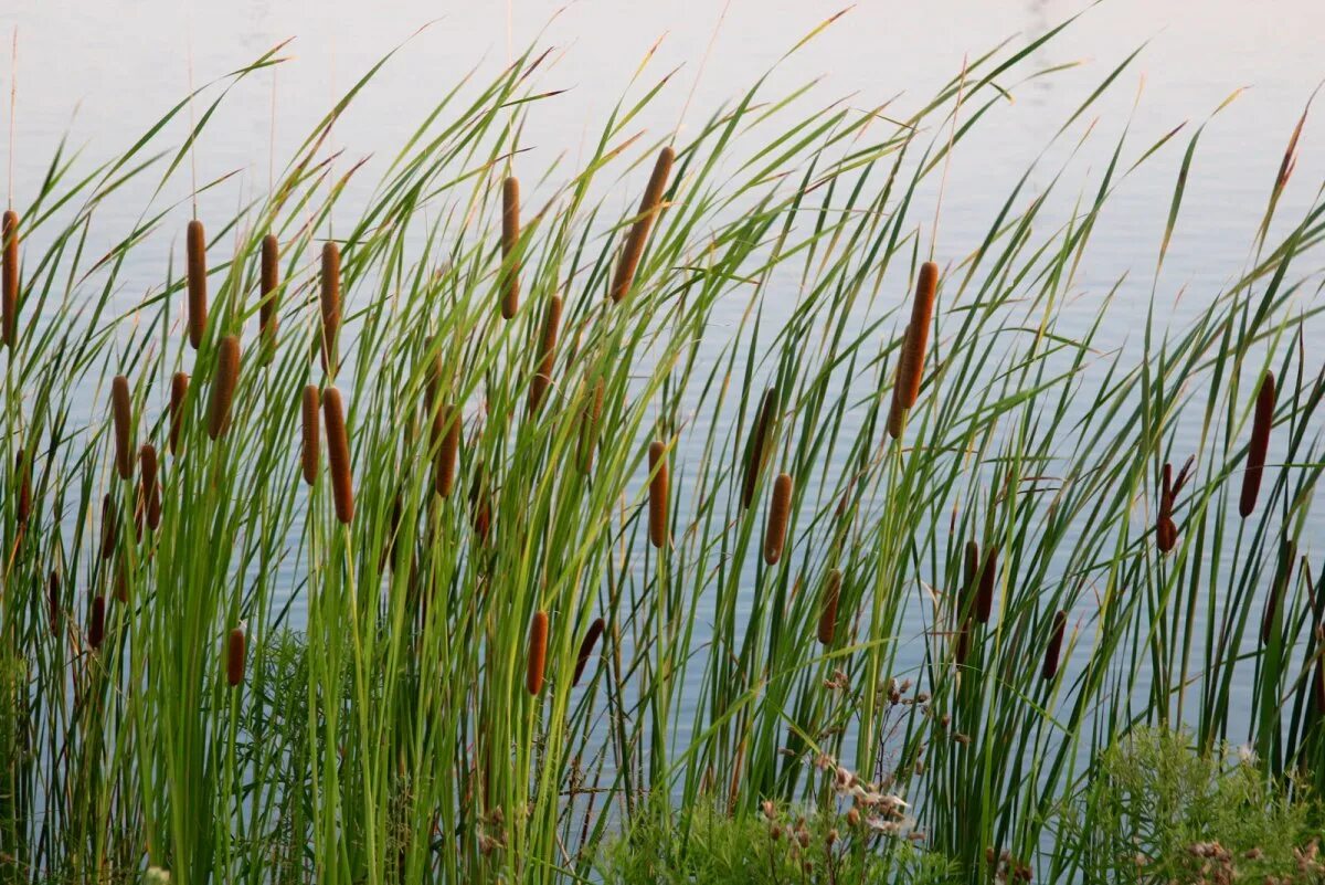 Сколько растет тростник. Камыш и рогоз. Камыш Озёрный Scirpus lacustris. Камыш рогоз Осока. Рогоз узколистный.