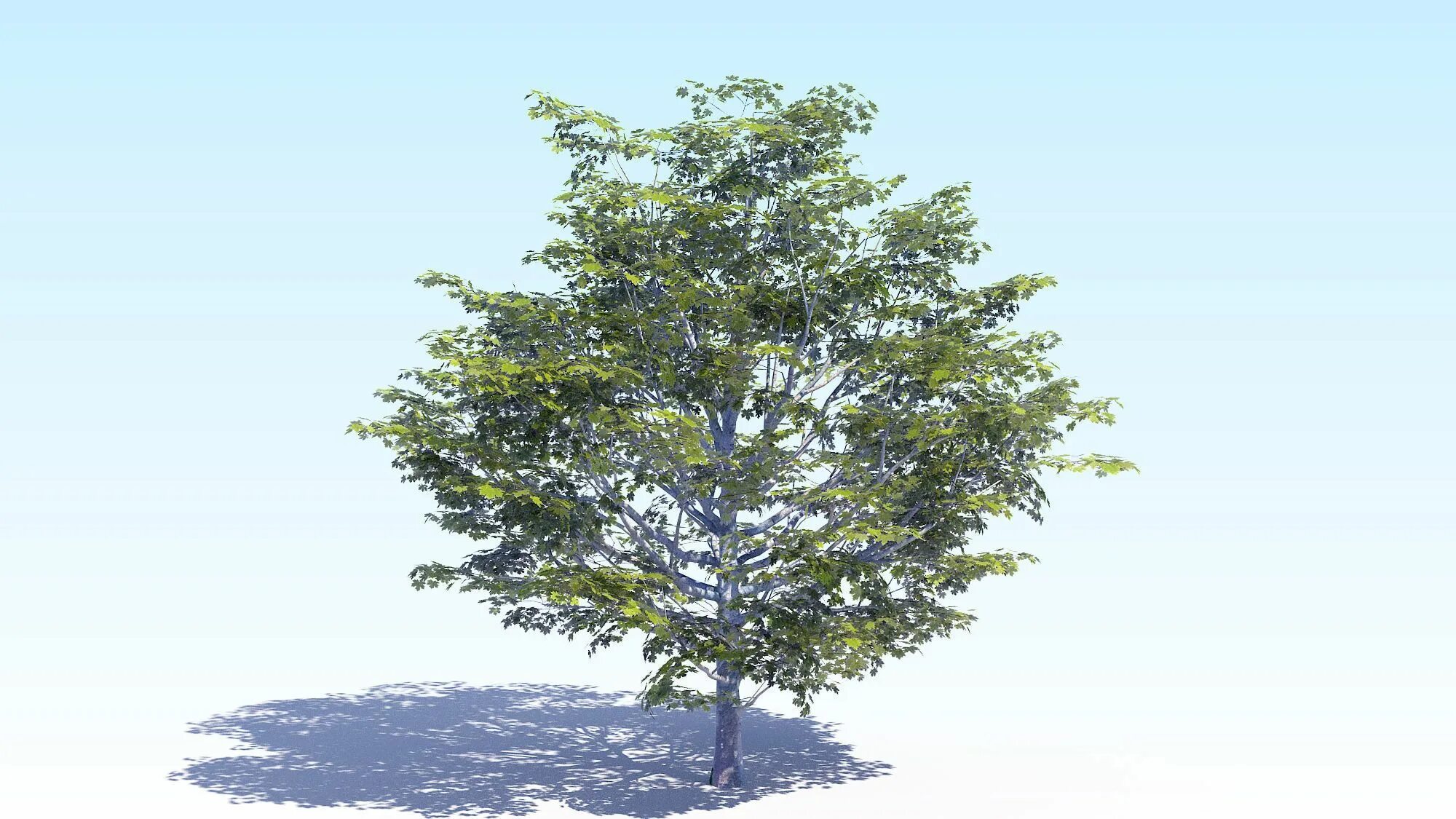 Деревья 7 м. Acer Tree 3d. Дерево for 3ds Max. Дерево Альфа канал. 3д модель дерева fbx.