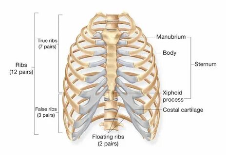 Body of rib