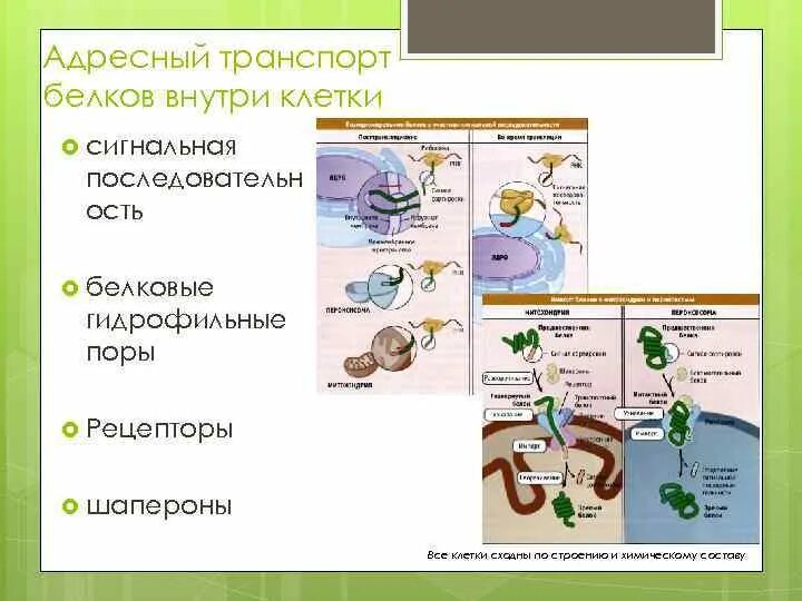 Транспорт белка происходит. Транспорт белков внутри клетки. Транспорт белков внутри клетки шапероны. Транспорт на уровне структур клетки белков.