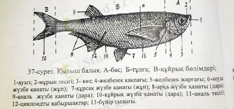 Шыны балықтардың порно суреттері