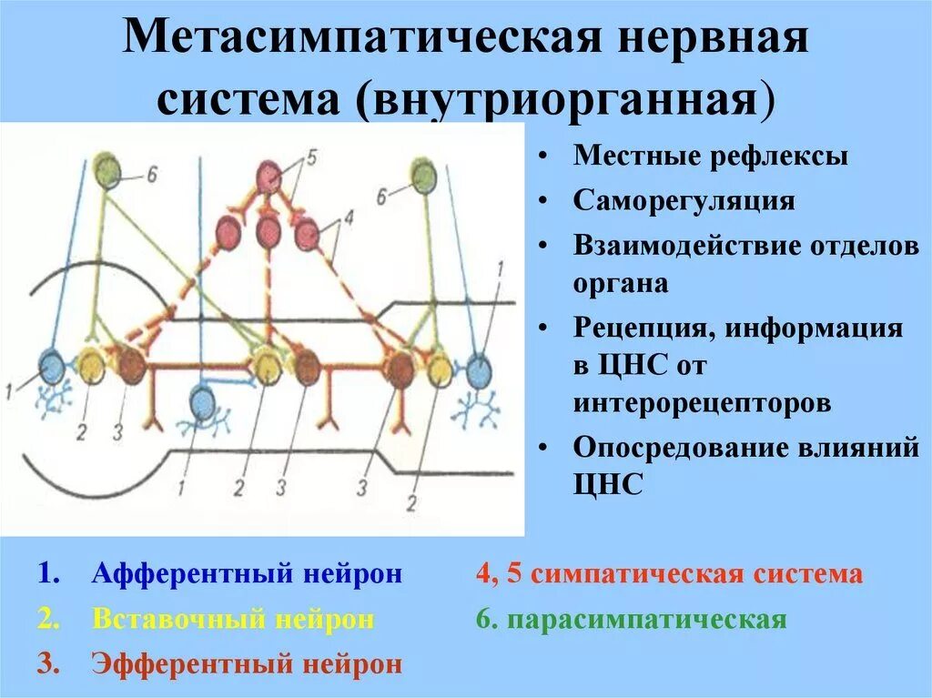 Рефлекс клетки. Медиаторы метасимпатического отдела автономной нервной системы. Рефлекторная дуга метасимпатической системы. Метасимпатическая рефлекторная дуга кишечника. Метасимпатический отдел вегетативной нервной системы структура.