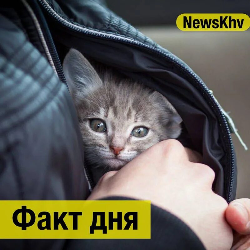 Необычные домашние звери. Зубная щётка для собак. Спаниель дратхаар. Собака в зоомагазине. Неприхотливое домашнее животное.