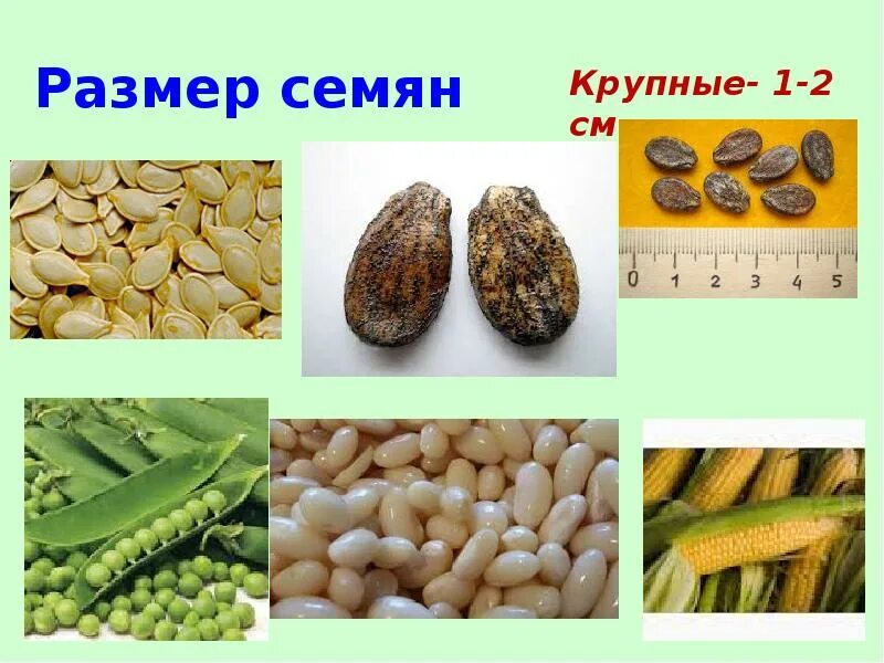С помощью чего семена. Семена различных растений. семена презентация. семена овощей. семена растений и их названия.