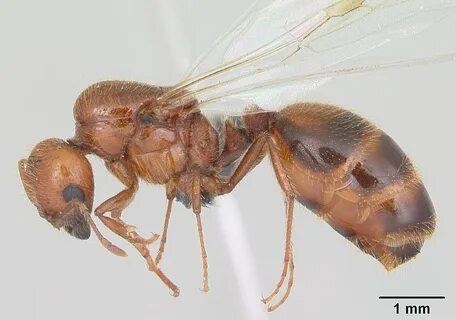 Solenopsis geminata