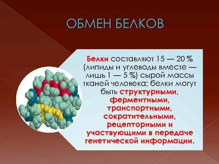 Органы участвующие в белковом обмене. Обмен веществ белков. Белки обмен веществ. Обменные процессы в организме белков. Обмен белков презентация.