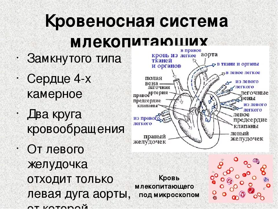 Особенности кровообращения млекопитающих. Кровеносная система млекопитающих. Строение кровеносной системы млекопитающих. Кровеносная система млекопитающих кратко. Кровеносная система млекопитающих 7 класс.