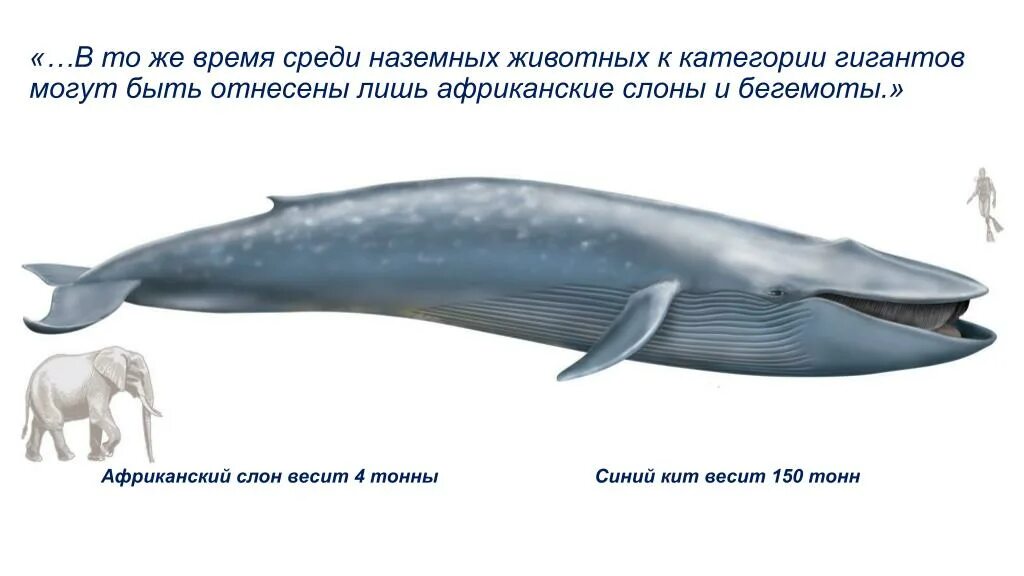 Вес больших животных. Голубой кит размеры и вес. синий кит и слон. голубой кит сравнение размеров. размер кита и слона.