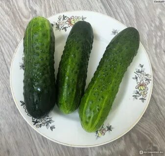 Огурец сорт спино