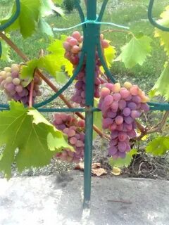 Виноград арк