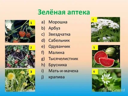 Картинки зеленая аптека