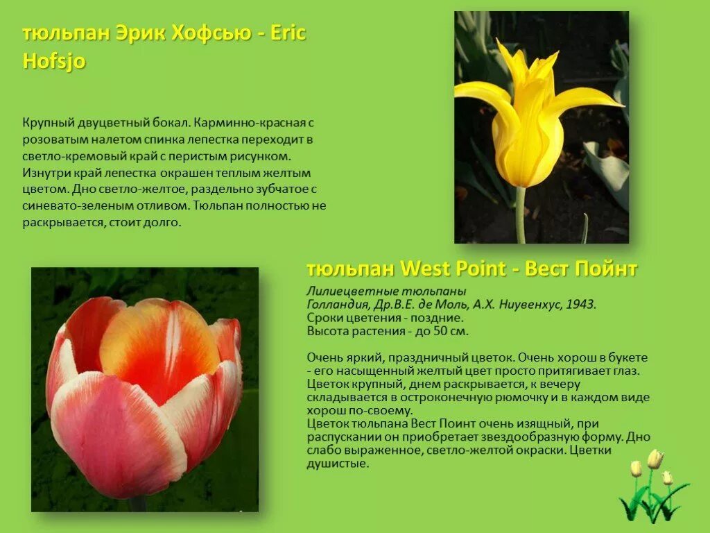 Почему тюльпаны быстро раскрылись. Доклад про тюльпан. Тюльпан описание растения. Тюльпан краткое описание. Описать тюльпан.