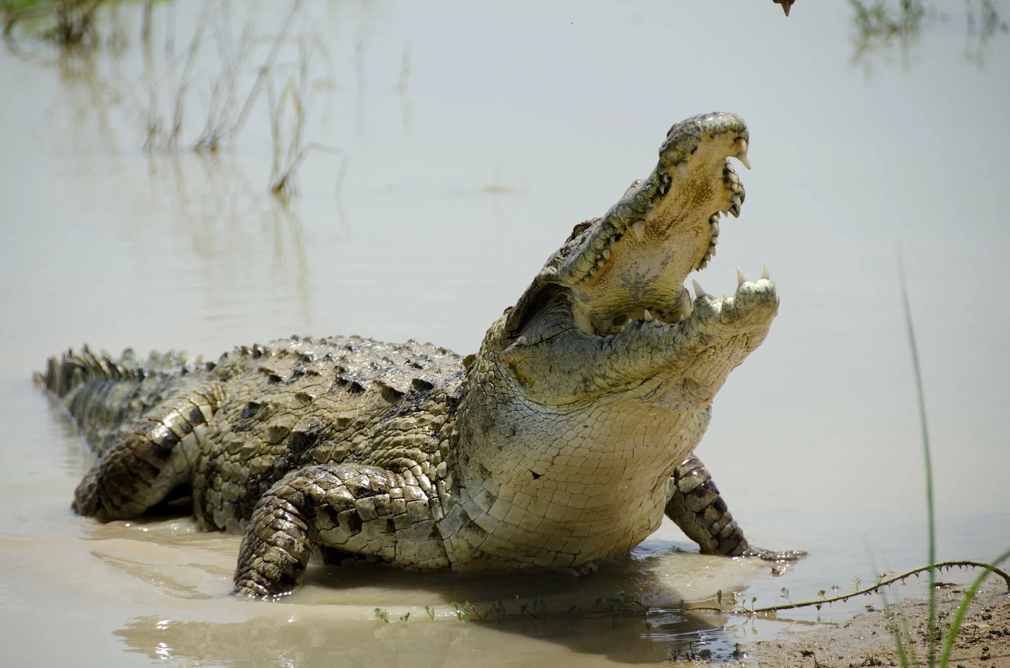 Крокодил про животных. Нильский Аллигатор. Нильский крокодил Crocodylus niloticus. Гребнистый крокодил зеленый. Гребнистый крокодил пасть.