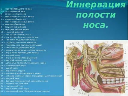 Черепные ямки полость носа полость рта