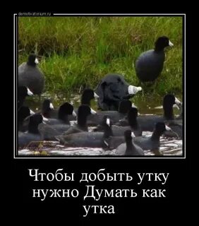 Прикол про утку