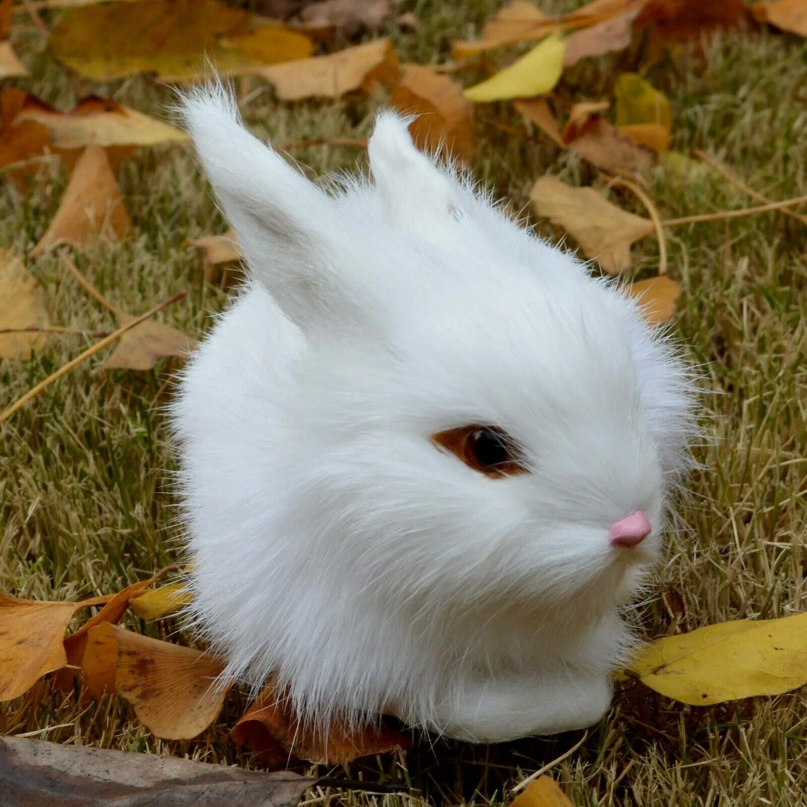 Белый кролик. Зайчик настоящий. Заяц белый. Пушистый заяц.