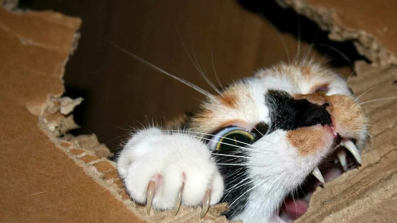Почему котенок все грызет