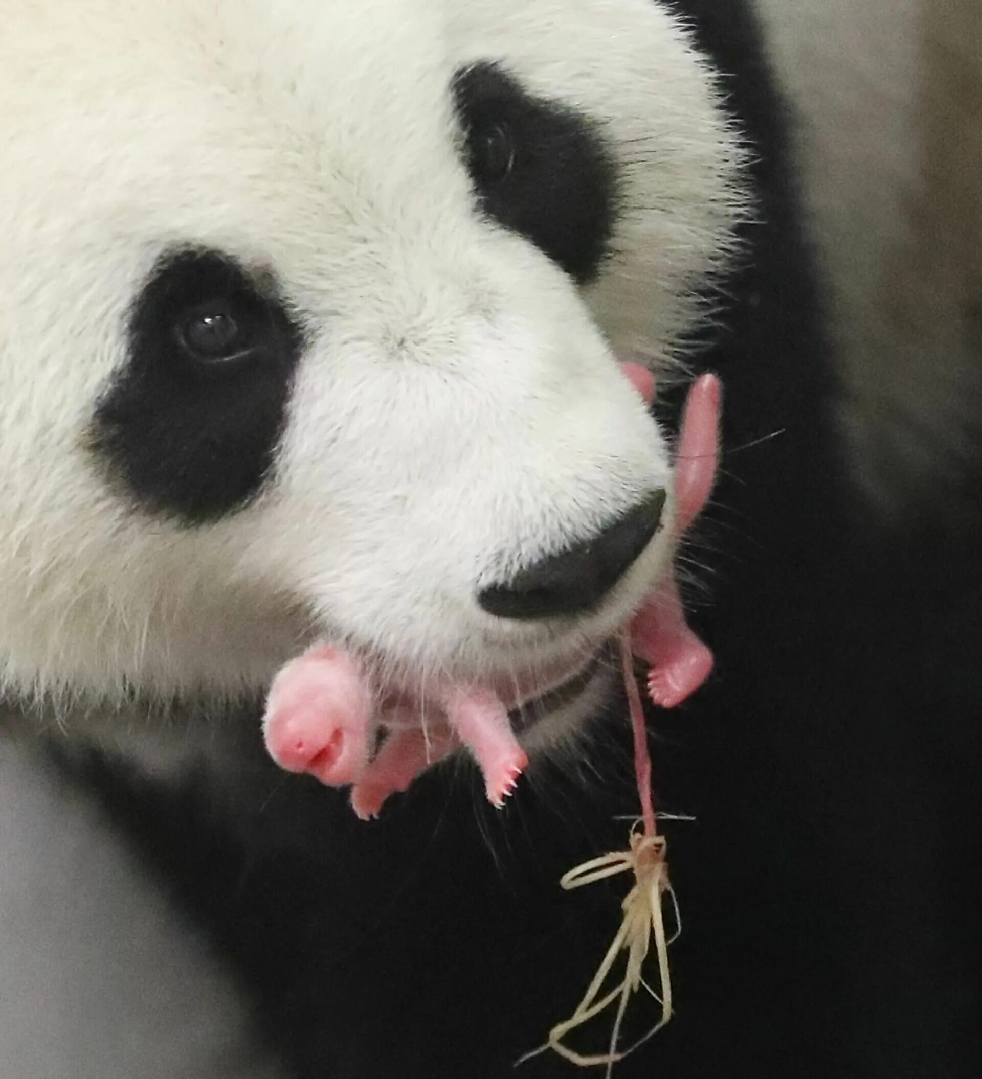 Pandas legend