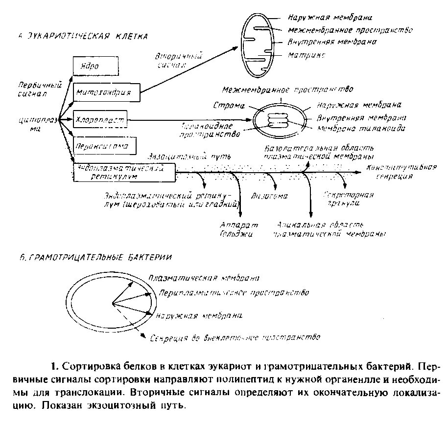 Транспорт белков внутриклеточный. Сортировка белков. Сигналы сортировки белков. Биогенез мембран.