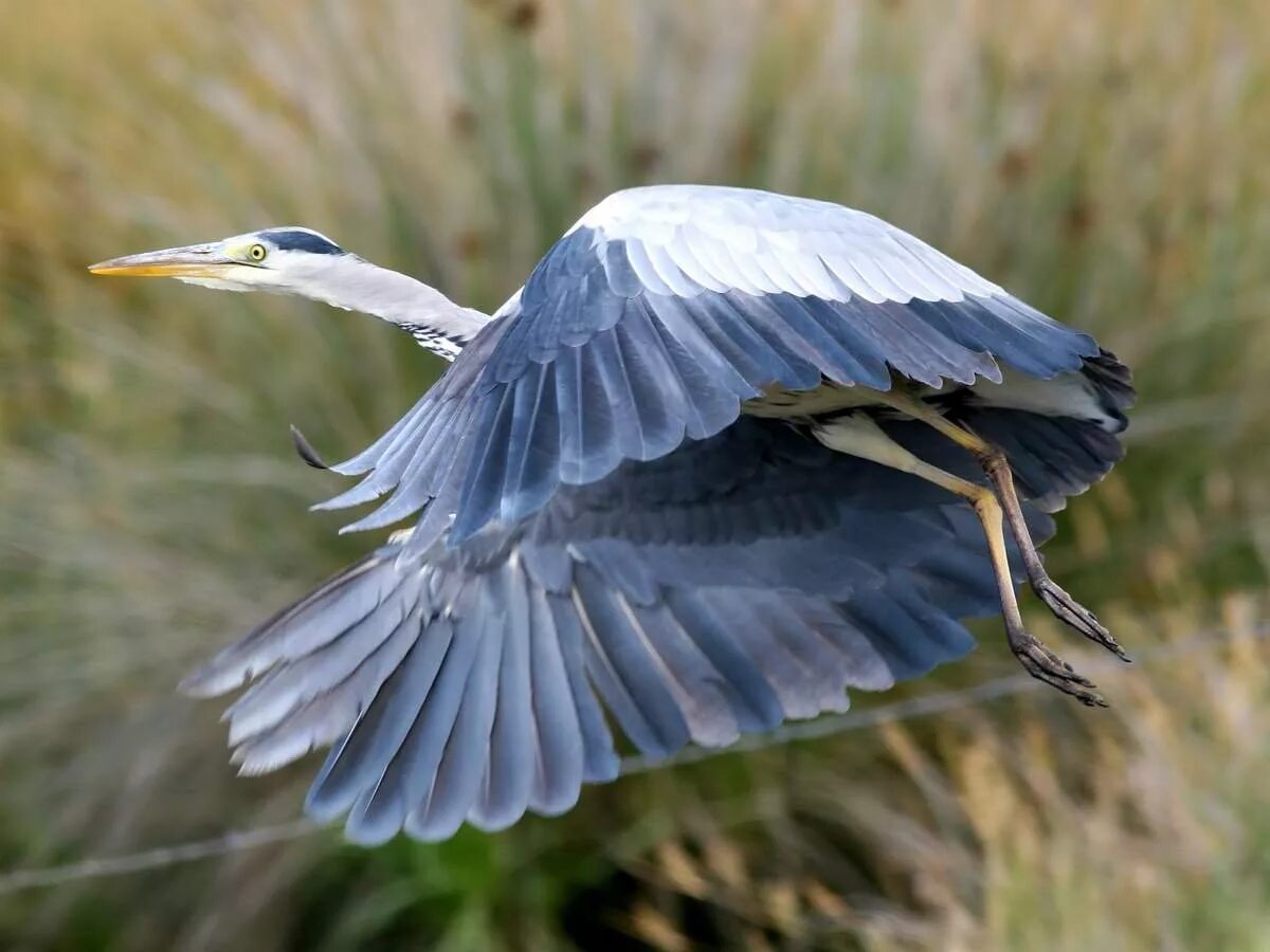 серая цапля. серая цапля в подмосковье. чапура цапля. мадагаскарская цапля. голубая цапля херон.