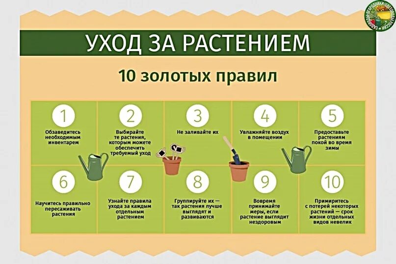 Сколько по уходу за россии. Правила ухода за растениями. Советы по уходу за комнатными растениями. Инструкция как ухаживать за цветами. Правилах ухода за комнатными растениями.