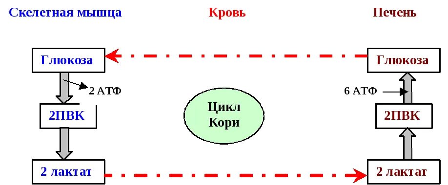 Пвк сколько атф. Образование лактата в мышцах. Пути обмена лактата в печени и мышцах. Цикл кори. Цикл кори схема.