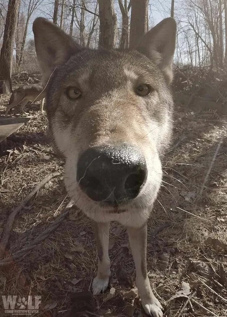 Ты точно не сможешь