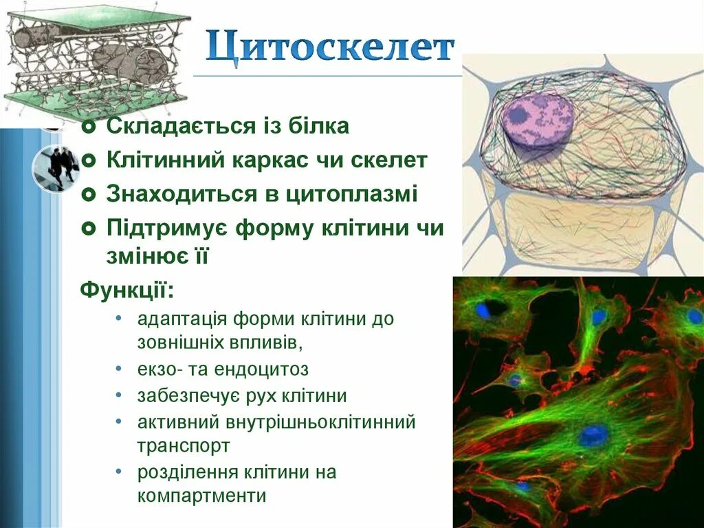 Роль наружного каркаса клетки