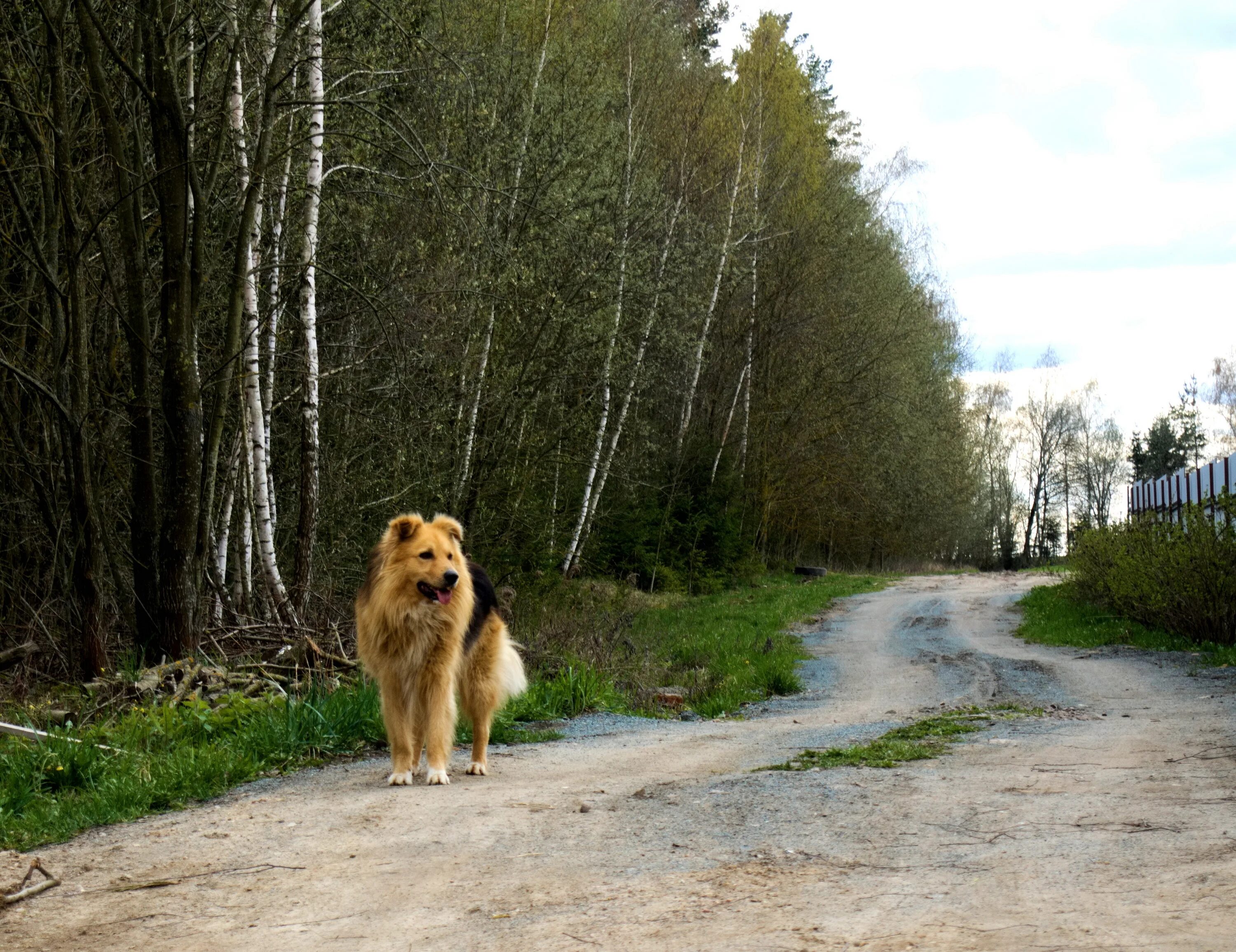 Dog village. Собака в деревне. Собака в деревне красивая. Собака летом. Дороги собака.