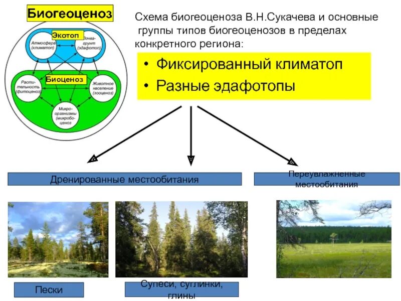Последовательность формирования биоценоза