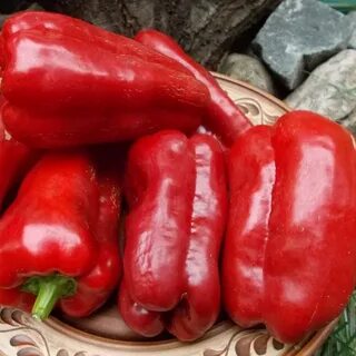 Перец атлант