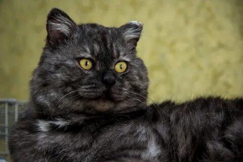 Коты черный дым