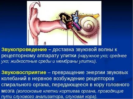 Последовательность звуковых колебаний к рецепторам органа